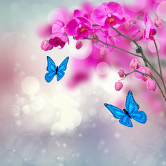 Fototapeta na wymiar violet orchid flowers with butterflies