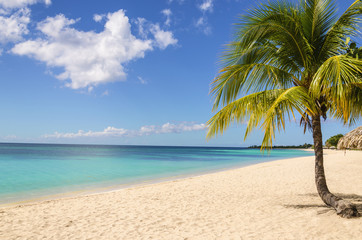 Obraz premium Palm treen on exotic Caribbean beach against blue sky