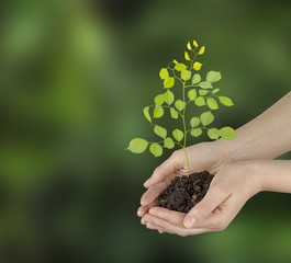 Sapling in hands