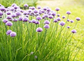 Green onion blossoms