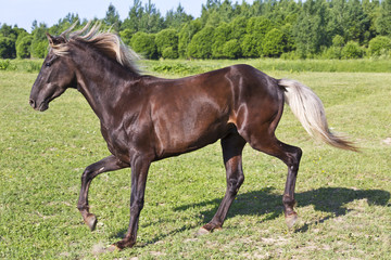 Brown horse riding across the field