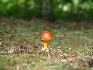 オレンジ色のキノコ