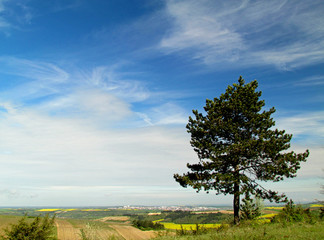 Fototapeta na wymiar Panorama à l'arbre
