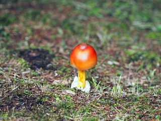 オレンジ色のキノコ