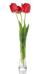 Beautiful red tulips in a vase