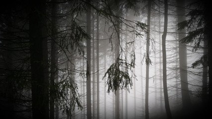 Mystic forrest