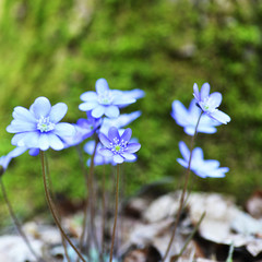 blue flowers