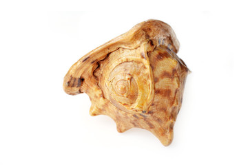 sea shell