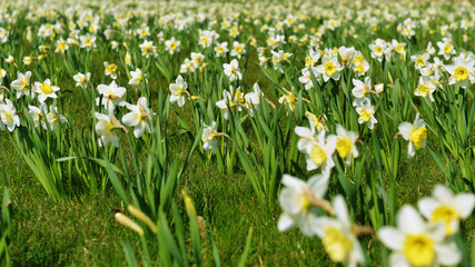 Fototapeta premium white daffodil