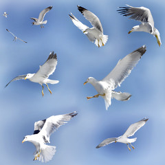 Collage di Gabbiani in volo