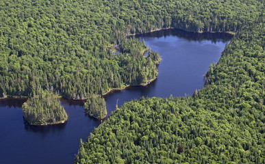 aerial wild foreste