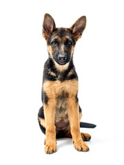 German Shepherd puppy
