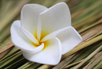 Frangipani on dried grass