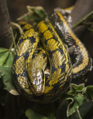 Python snake