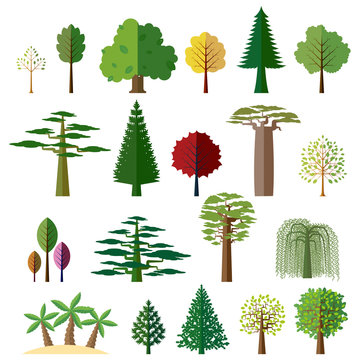 Trees from different regions of the world