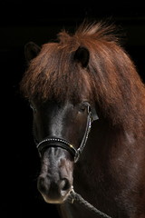 Naklejka premium Pony vor schwarzem Hintergrund