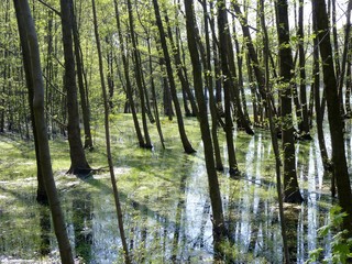 Wald im Wasser