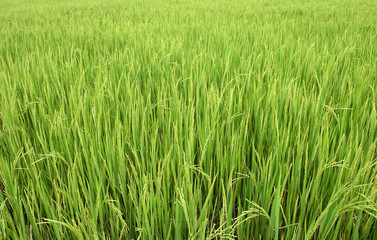 Paddy field