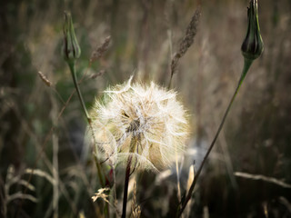 Dandelion close up