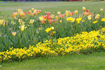 Obraz premium Blumenwiese