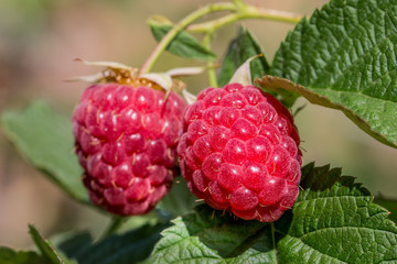 Ripe berry of raspberry close up on a green leaf