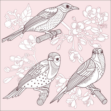 Fototapeta Birds and flowers
