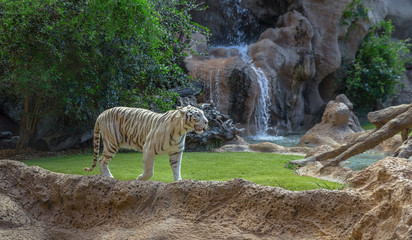 A white tiger walking in its enclosure