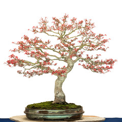 Ahornbaum als Bonsai Baum