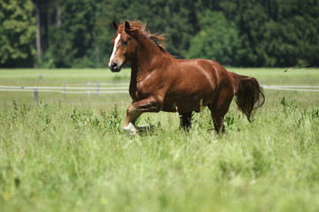 Freiberger auf Koppel