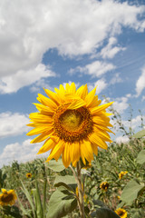 Sunflower on a background of cloudy sky