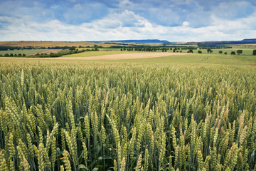 Wheat Field