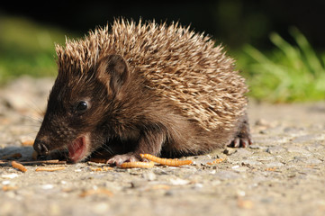 European hedgehog (Erinaceus europaeus)