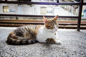 cat with nice background
