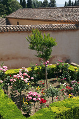Fototapeta na wymiar beautiful rose Alhambra garden in Granada, Spain