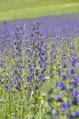 Fioritura a Castelluccio