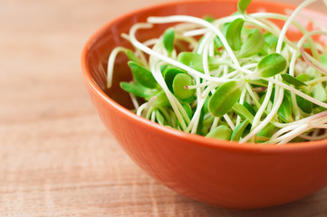 green young sunflower sprouts