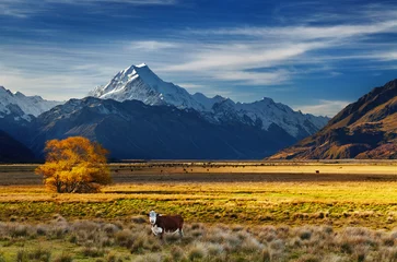 Fototapeten Mount Cook, Canterbury, Neuseeland © Dmitry Pichugin