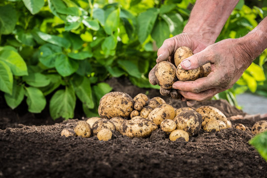 Hands harvesting fresh potatoes from soil