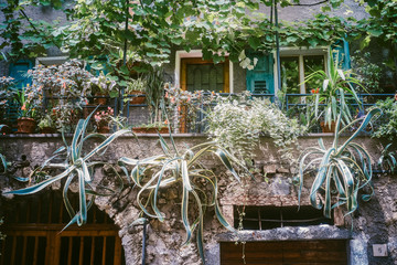 Plants on the terrace