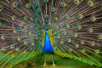 Obraz premium Pavone blu