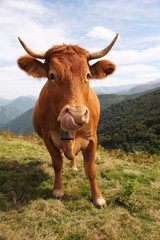 Vache des Pyrénées