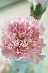 Pink flowers in a vase