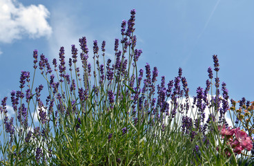 Lavendel