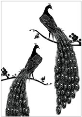black peacock