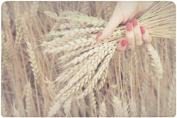 Woman holding some corn spikes
