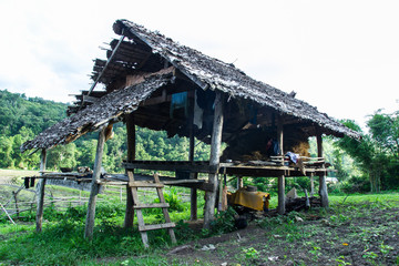 Fototapeta na wymiar Hut in field at rural, northern Thailand