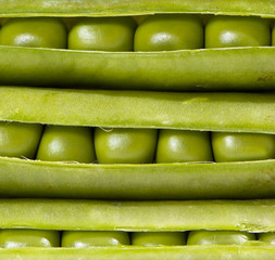 Green peas and pods
