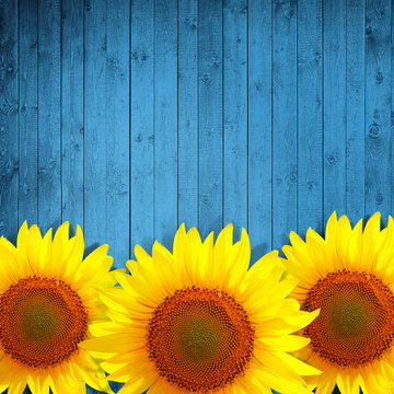 Fototapeta sunflower leaning on turquoise wooden background