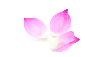 Fototapeta na wymiar Lotus petal on white background