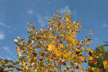 autumn foliage
